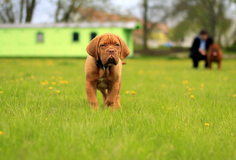 animal, full length, pets, plant, cute, french, brown, selective focus, day, purebred, park, one animal, breed, adult, green color, outdoors, dog, young