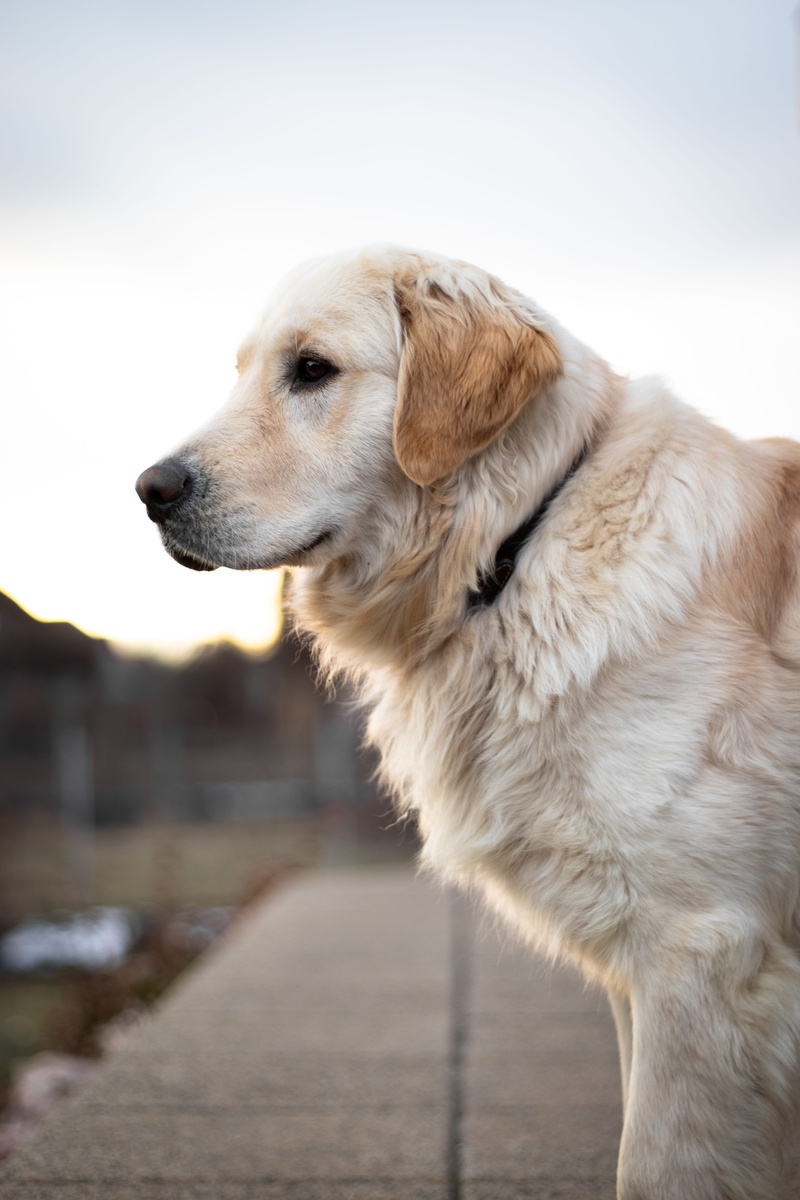 no people, profile view, pet, flea, white dog, labrador retriever, golden retriever, coated, snout, standing, looking away, pets, brown, photography, invertebrate