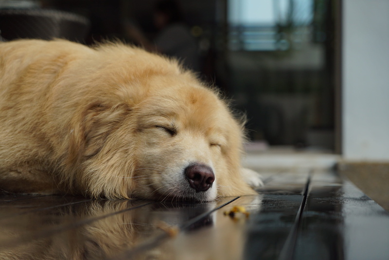 animal themes, no people, animal, lying down, lying, retriever, cute, resting, coated, sleeping, domestic animals, canine, fur, close-up, medium, napping