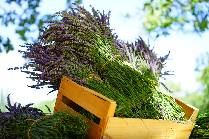 bouquet, lavender bouquet, frisch, freshness, aromatherapy, spices, wood - material, fragrance, herbs, yellow, bound, selective focus, green color, relaxation