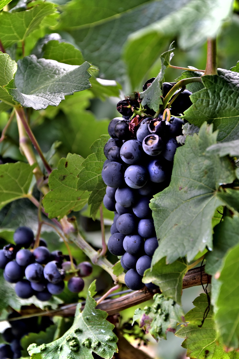 healthy eating, berry, leaf, winery, outdoors, vine, snack, grape, growth, delicious, wine, nature, vitamin, juice, summer, wood, grapes, day, fruit, green