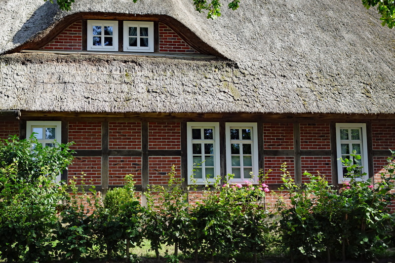house, plant, built structure, no people, nature, wall, lattice windows, cottage, window, exterior, lüneburg heath, growth, thatched cottage, building