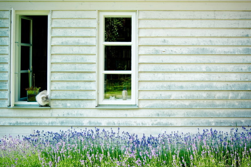 animal, window sill, domestic animals, flower, timber façade, architecture, outdoors, wood - Material, plant, one animal, white, country house, day, growth