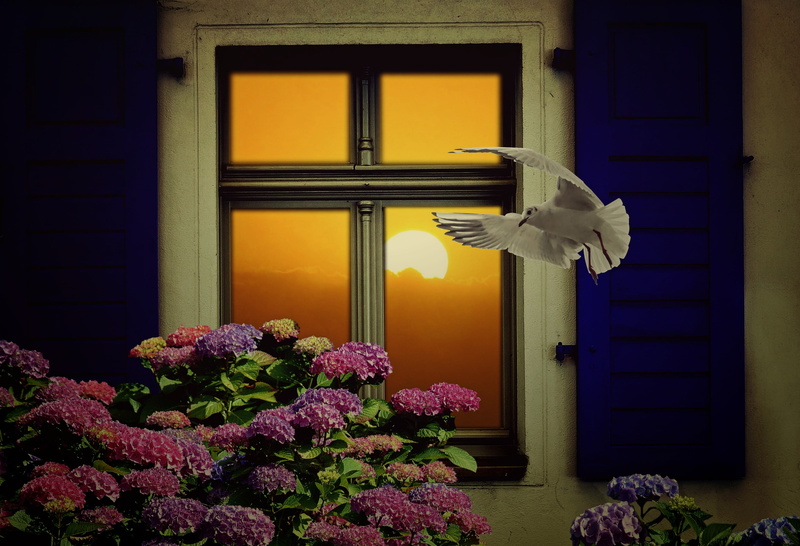 outlook, home, mirroring, residential district, entrance, composing, house, cozy, fly, building, no people, composition, outdoors, dove, still life, building exterior