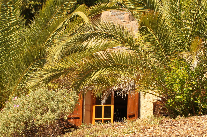 leaf, built structure, no people, holiday flair, tree, lattice windows, palm trees, outdoors, growth, green color, building, day, entrance, sunlight, mallorca