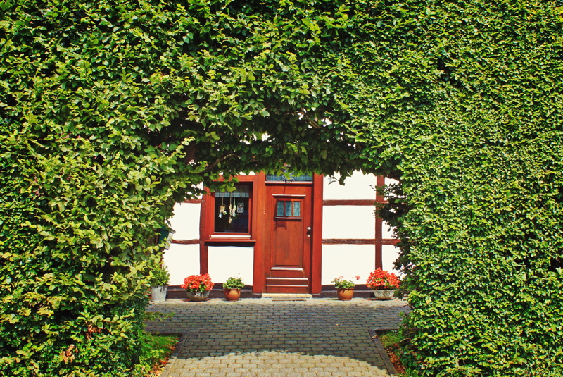 eifel, plant part, planting, white, lattice windows, photo, architecture, eifelhaus, house, house entrance, tree, residential district, green, front, leaves