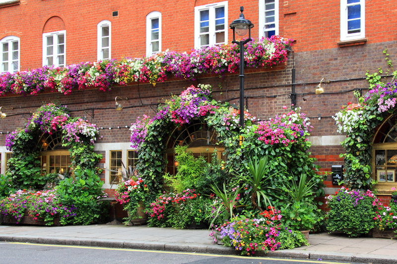 brown, plant, plants, outdoors, street, floral, gardening, surrounded, 4K, flowers, window, flower, flowering plant, springtime, no people, built structure
