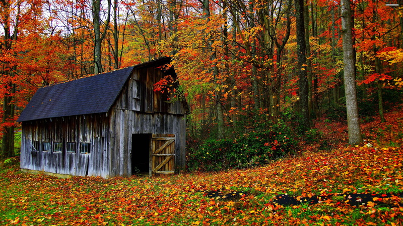 trees, house, scenic, fence, yard, building, travel, park, day, change, flower, plot, building exterior, fall, no people, spring, nature, plant, sky, landscape