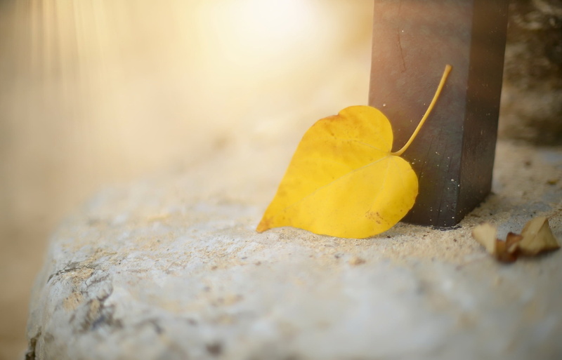 heart, food, no people, emotion, 1080P, food and drink, selective focus, freshness, copy space, land, fragility, leaves, day, nature, close-up, leaf, still life