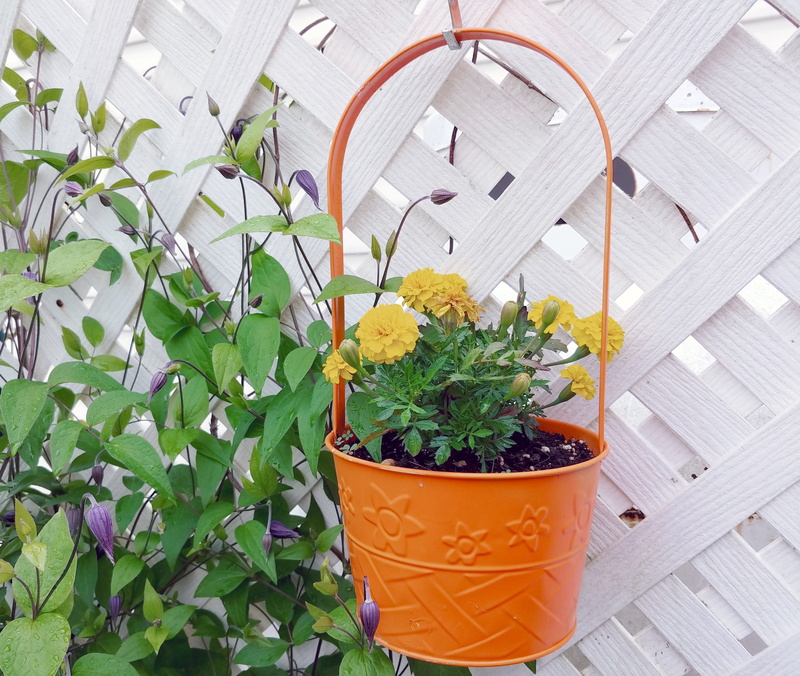decoration, beauty in nature, 4K, diy, outdoors, plant part, day, quaint, flower, flowers, latticework, botany, country, trellis, flowering plant, botanical