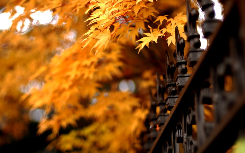 change, Autumn, leaf, dried, Nature, beauty in nature, fence, no people, selective focus, 2K, maple tree, orange color, falling, tree, plant, leaves, lattice