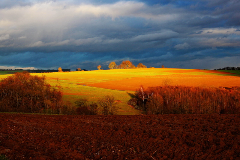 agriculture, trees, cloud - Sky, daytime, meadow, scenics, tree, environment, grass field, nature, cloudy, tranquil scene, plant, field, day, tranquility