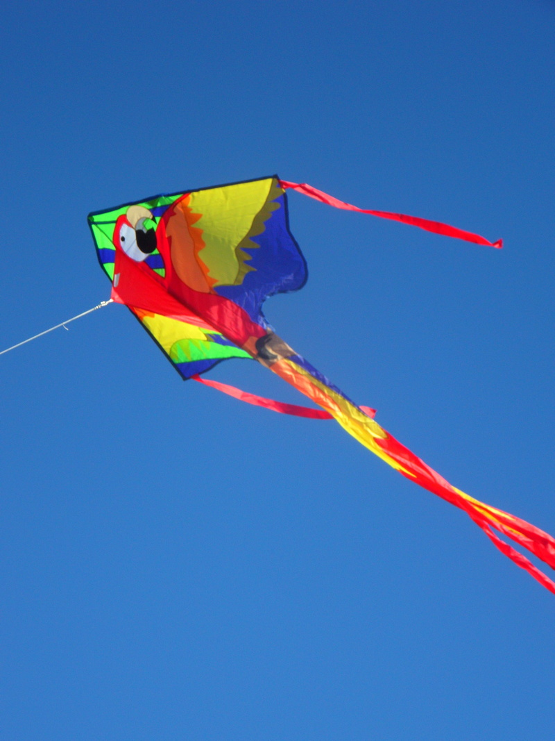4K, day, parrot, sunny, blue, motion, low angle view, colorful, flag, kites rise, nature, flying, multi Colored, sky, clear sky, fly, no people, wind