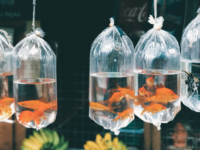 person, hanging, group of animals, animal themes, koi, outdoors, marine, swimming, no people, lot, carp, vertebrate, human, focus on foreground, sea life