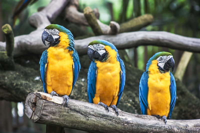 outdoors, nature, animals in the wild, colourful birds, wood - material, no people, beak, parrot, animal themes, gold and blue macaw, birds, branch, parrots
