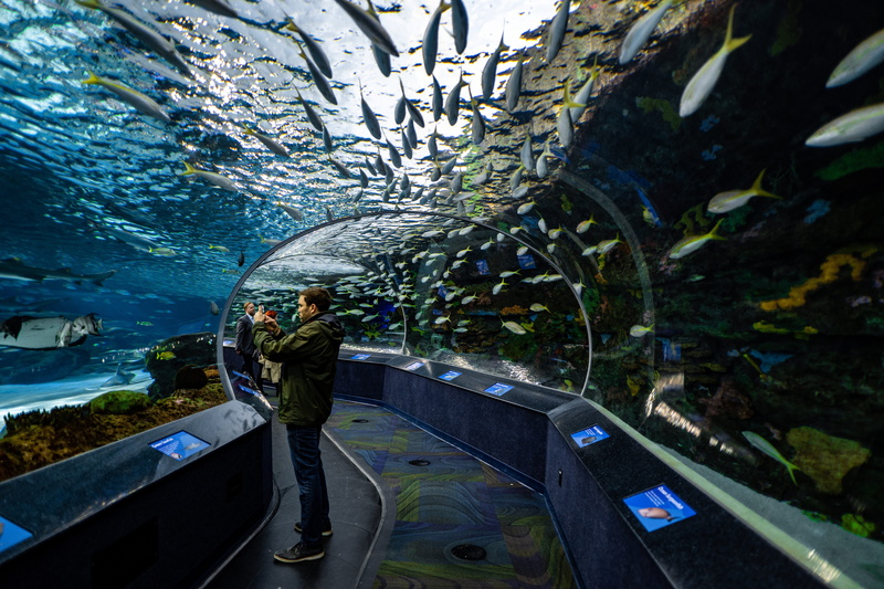 human, plant, sea, silhouette, one person, wearing, real people, 5K, underwater, boat, standing, fish, black, jacket, leisure activity, girl, sea life