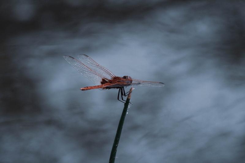 4K, invertebrate, focus on foreground, canary, transportation, plant, animal, light, animal wildlife, anisoptera, day, helicopter, insect, lizard, outdoors