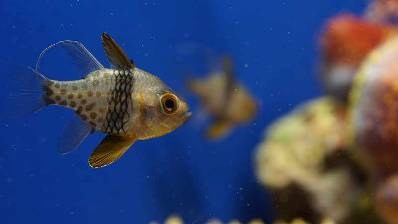 carp, sea, animals in the wild, flower, daffodil, 5K, aquarium, vertebrate, glass - material, animals in captivity, koi, underwater, fish, cod, word, photography