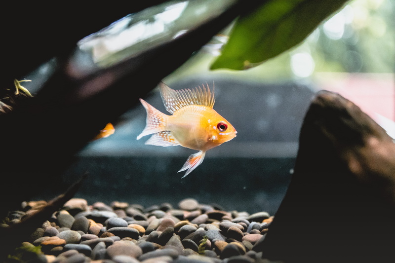 animals in captivity, nature, vertebrate, human, animals in the wild, person, photo, goldfish, animal, amphiprion, aquarium, transparent, carp, tank, solid
