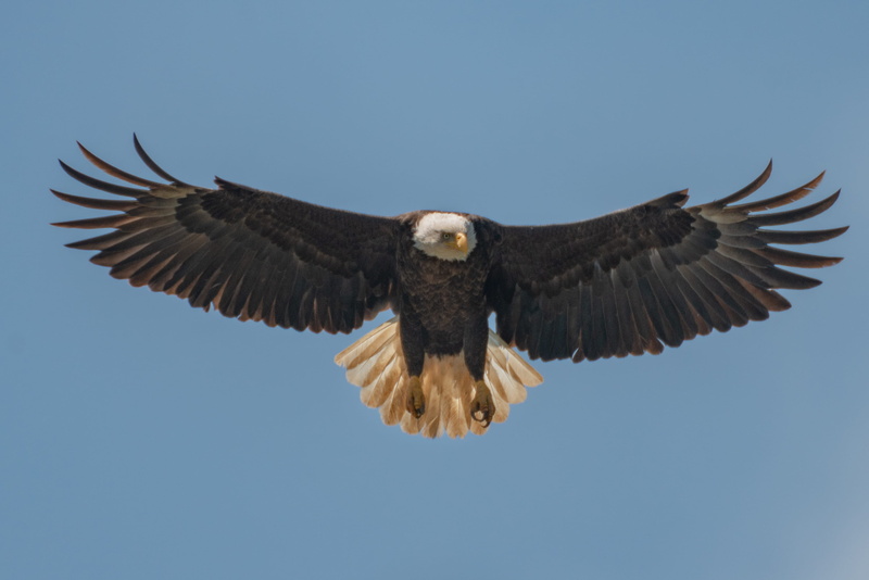eagle - bird, water, kite bird, aquatic, architecture, 2K, motion, henderson, flying, animal themes, animal wing, animal, no people, usa, bird of prey