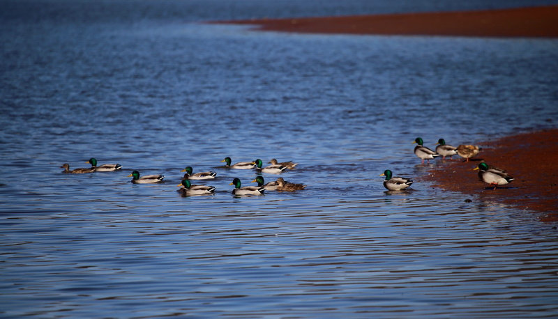 animal family, animal wildlife, oars, animal, parakeet, animals in the wild, poultry, nature, human, swan, waterfowl, bird, duck, waterfront, person, teal