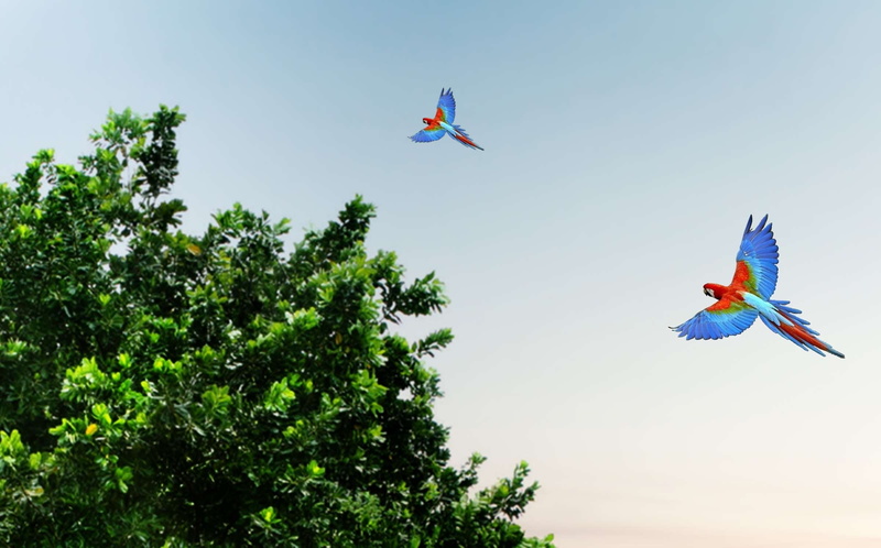 tree, 1080P, flying, low angle view, clear sky, vertebrate, blue, araras, aves tropicais, brasil, animal, nature, no people, multi colored, sky, motion