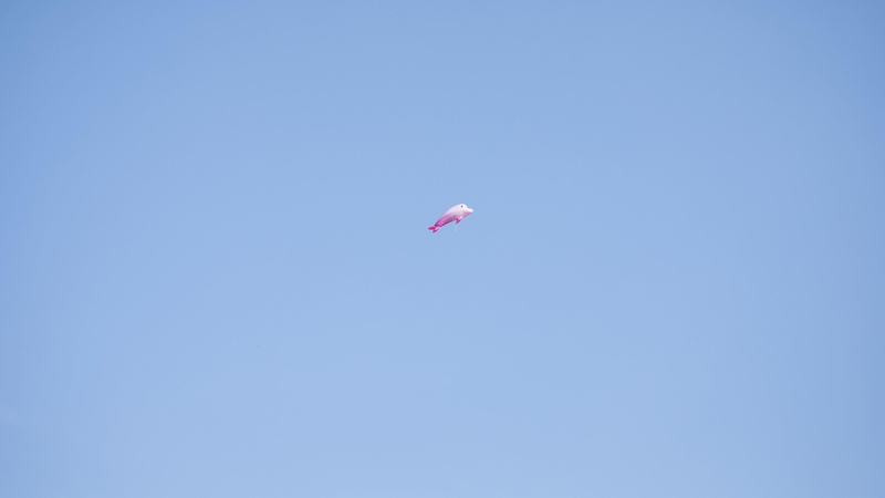 blue, single object, mid-air, pink color, sky, transportation, life, dolphin, no people, beauty in nature, 4K, freedom, tranquility, outdoors, kite, copy space