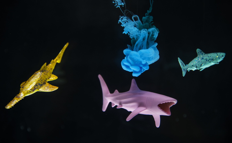 sea, toys, shark, dark, vertebrate, close-up, sharks, underwater, water, colorful, animal themes, sea life, small, shapes, 4K, three, animal wildlife