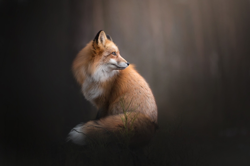 landscape, animals, 1080P, fox