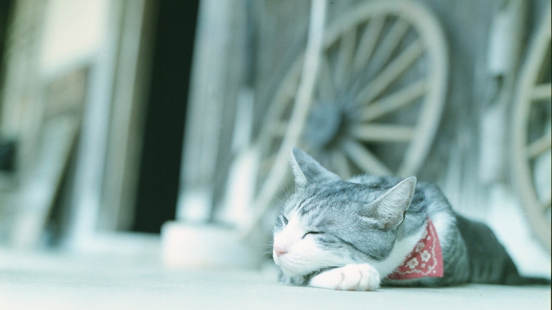 sleeping, 1080P, animal, animal head, tabby, blurred, white, animal themes, resting, cat, whisker, selective focus, black, mammal, domestic animals, eyes closed