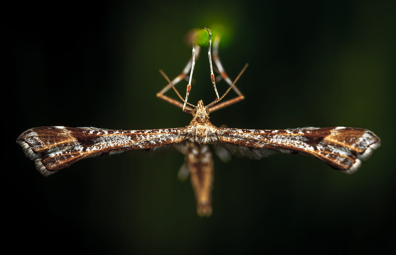 brown, animal wildlife, no people, close-up, focus on foreground, outdoors, one animal, wild animal, photo, invertebrate, animal photography, macro, black background