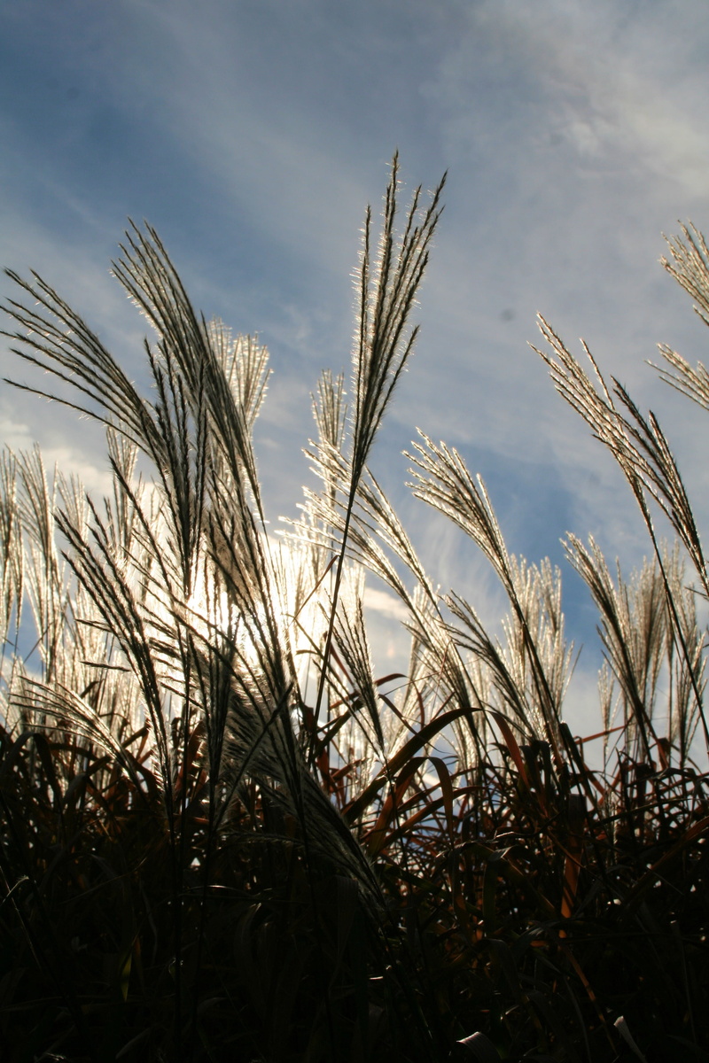 ornamental grass, sunlight, plant, day, tranquility, cloud - sky, stalk, nature, 2K, beauty in nature, meadow, focus on foreground, summer, scenics - nature