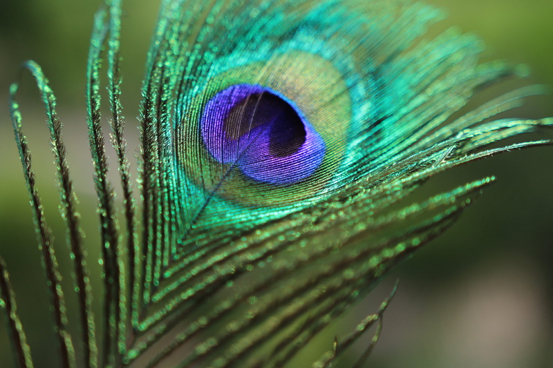 softness, blue, animal eye, teal, fragility, green, birds feather, close-up, beauty in nature, 5K, vertebrate, selective focus, animal themes, vulnerability
