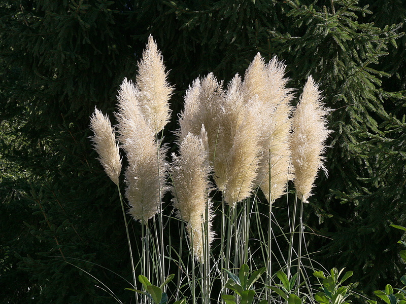 green color, Pampas Grass, spiky, field, nature, plumes, grass, freshness, herb, day, high angle view, tree, no people, land, white, Flower, 4K, beauty in nature