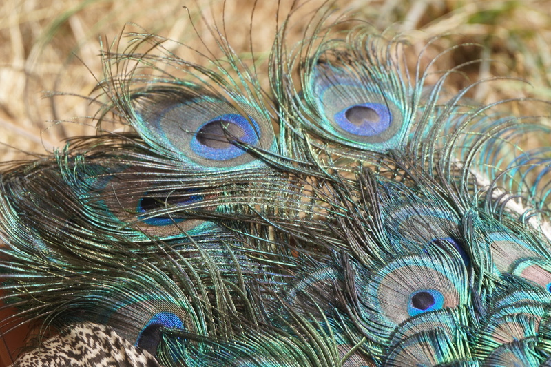 pattern, nature, animal, softness, turquoise colored, fragility, lightweight, animal head, bird, plume, animal themes, tail, peacock feather, colorful