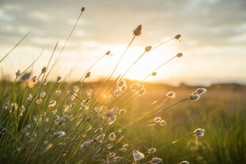 sun, sunset, reed, eco, soft, Sunset, beauty in nature, Nature, cloud - sky, Yellow, agriculture, tranquility, Landscape, Plume, yellow, meadow, white