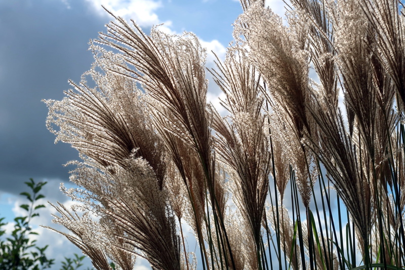 growth, stalk, close-up, plume, grass, grassenfamilie, tree, phragmites, palm leaf, cloud - sky, palm tree, 2K, reed - grass family, low angle view, day