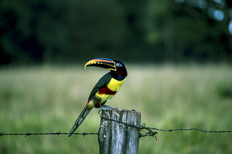 wooden post, profile view, pity, barrier, the plume, one animal, fence, animal, animals, wood - material, yellow, large spout, bird, birdie, birds brazilian