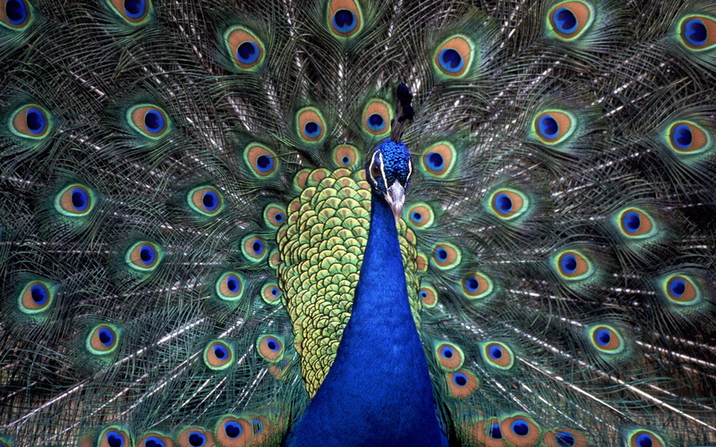 green color, animal body part, full, animal, peacock, brown, green, bird, s, Animals, feather, animals in the wild, no people, close-up, blue, beauty in nature