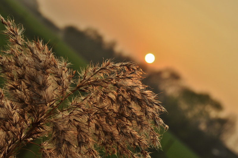 beauty in nature, no people, field, tranquil scene, scenics - nature, sunrise, golden, selective focus, sunlight, twilight, plant, brown, non-urban scene
