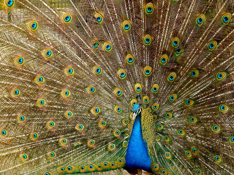 animals in the wild, bird, feather, plume, beak, fowl, animal wildlife, turquoise, vibrant, yellow, colorful, green Color, close-up, multi Colored, artwork