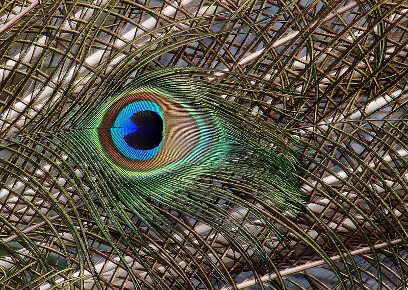 peacock feather, nature, animals in the wild, 1080P, animal head, peafowl, vibrant, close up, green color, no people, looking at camera, tail feathers