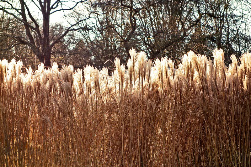 fluffy, sky, feathery, plant, tranquility, land, sunlight, 4K, plume, park, landscape, close-up, no people, field, soft, tranquil scene, beauty in nature