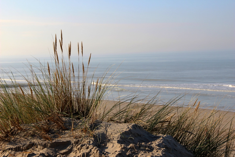 marram grass, plumes, tranquil scene, tranquility, horizon, day, plant, beauty in nature, nature, grass, horizon over water, beach, sand dune, sand, sea
