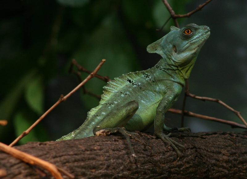 tropical, wildlife, branch, nature, close-up, green, reptile, double crested, animals in the wild, iguana, zoo, plant, animal themes, central america, animal body part