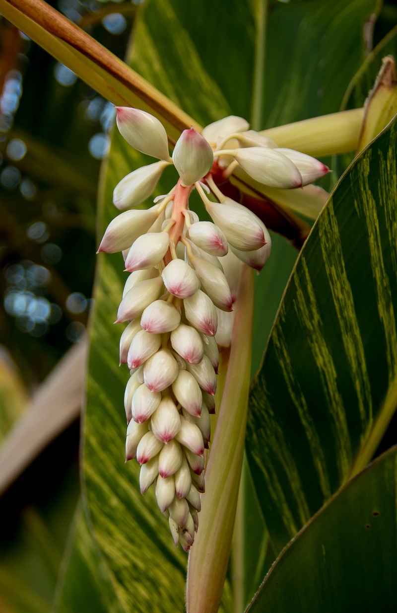 day, flowering plant, plant part, flower, beauty in nature, focus on foreground, vulnerability, no people, nature, botany, variegated shell ginger, green color