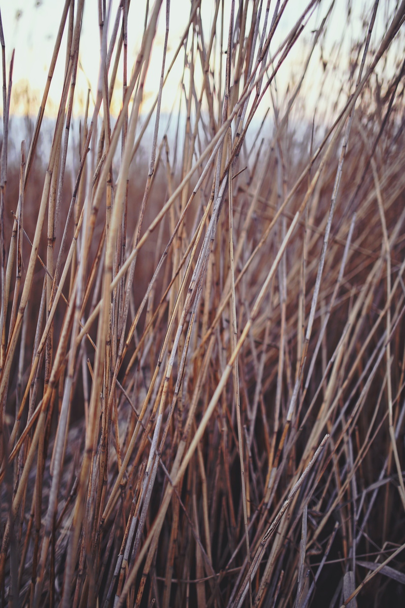 grass, phragmites, day, dead plant, tranquility, brown, growth, plant, reed, field, focus on foreground, nature, selective focus, 5K, vulnerability, land