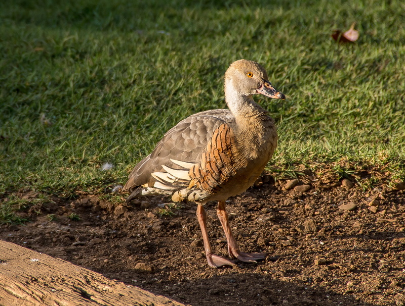 animal themes, grass, one animal, nature, plumed whistling duck, land, water bird, sunlight, queensland, animal wildlife, no people, focus on foreground