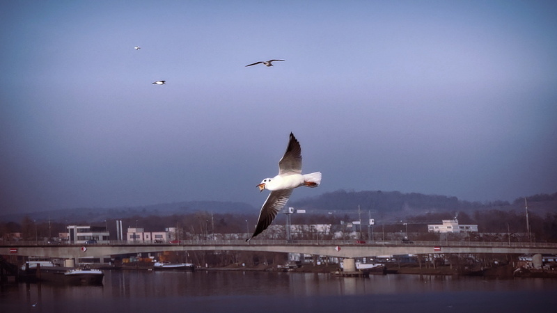 animals in the wild, vertebrate, city, sky, nature, airplane, animal wildlife, built structure, In Flight, Weil Am Rhein, outdoors, animal wing, bird, flock of birds
