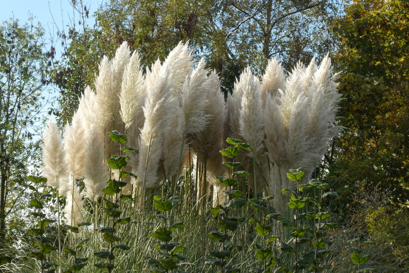 sunlight, day, softness, tranquility, forest, beauty in nature, plume, tree, sky, plumes, field, flowers, nature, fragility, outdoors, vegetable, land